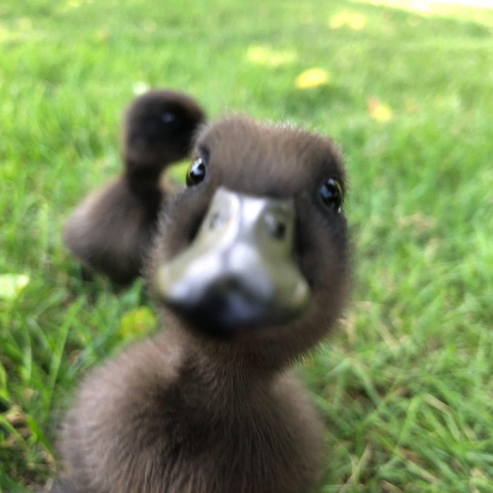 Meet your Posher, Natasha